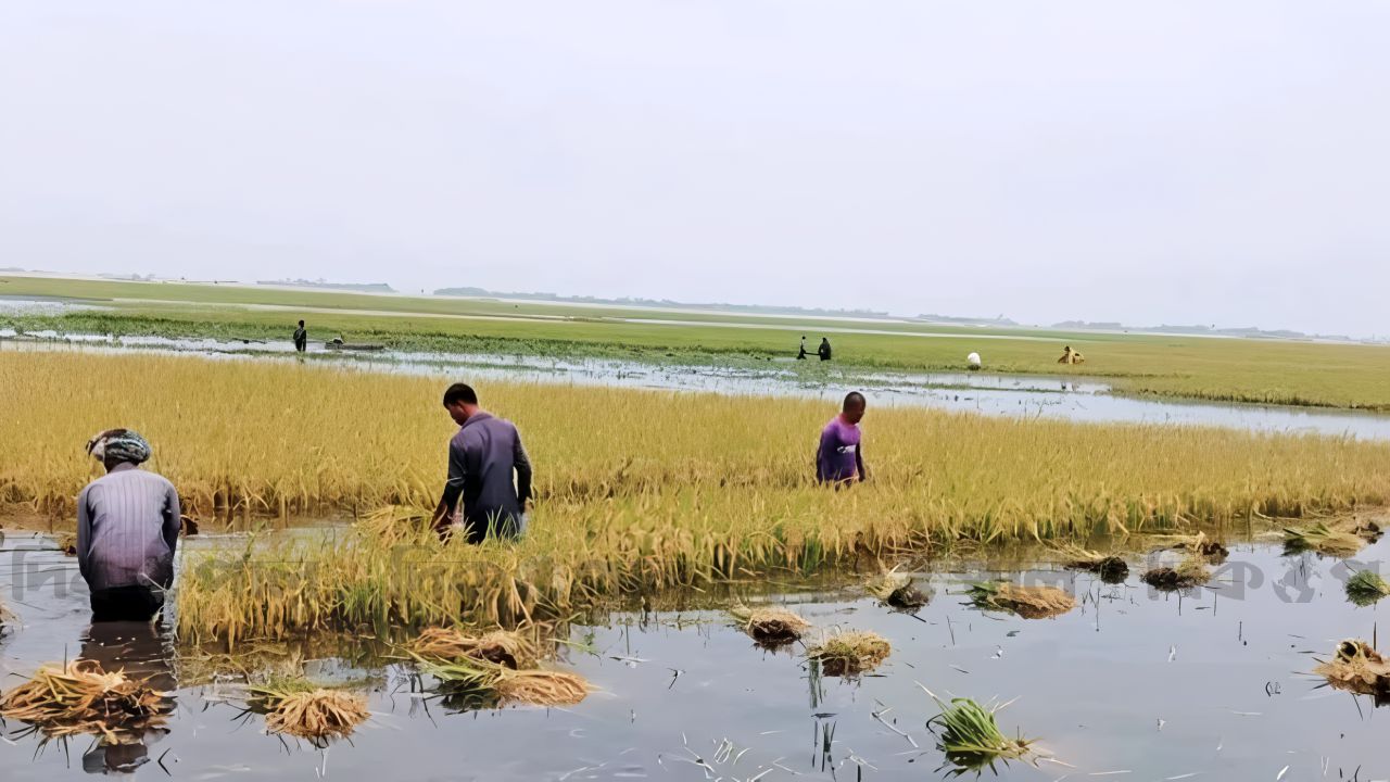 মহাবিপর্যয়ের মুখে দেশের কৃষিখাত তলিয়ে গেছে লাখ হেক্টর জমির আবাদি ফসল, সংকটের আশঙ্কায় সাধারণ মানুষ