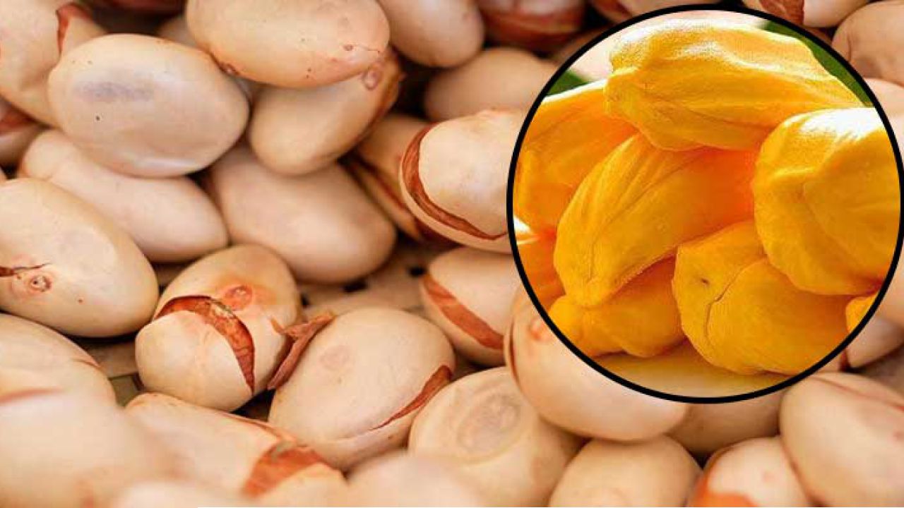 কাঁঠালের বিচি ফেলে দিচ্ছেন? জানুন এর অবিশ্বাস্য পুষ্টিগুণ