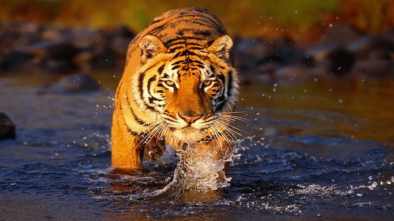 আজ বিশ্ব বাঘ দিবস