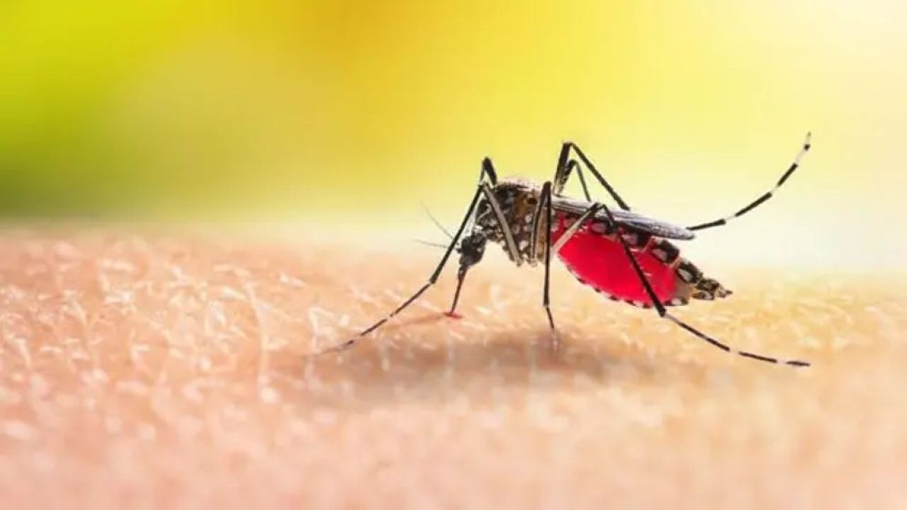 সেপ্টেম্বরের শেষ থেকে ডেঙ্গুর প্রকোপ বাড়ার আশঙ্কা: স্বাস্থ্য  প্রতিমন্ত্রী