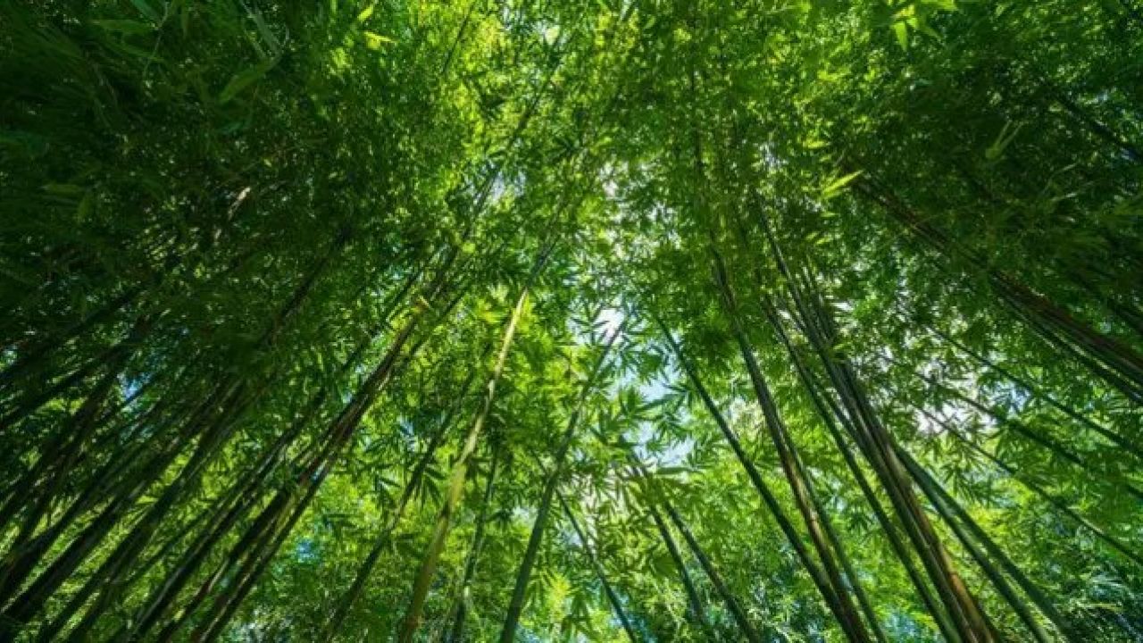 বিশ্ব বাঁশ দিবস আজ, পরিবেশ রক্ষায় বাড়ছে বাঁশের গুরুত্ব