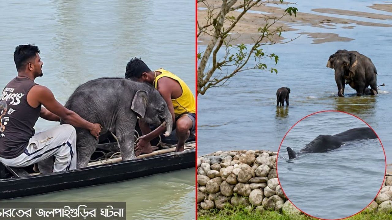 প্রবল স্রোতে ভেসে যাচ্ছিল হস্তিশাবক, ঝুঁকি নিয়ে উদ্ধার মৎস্যজীবীদের