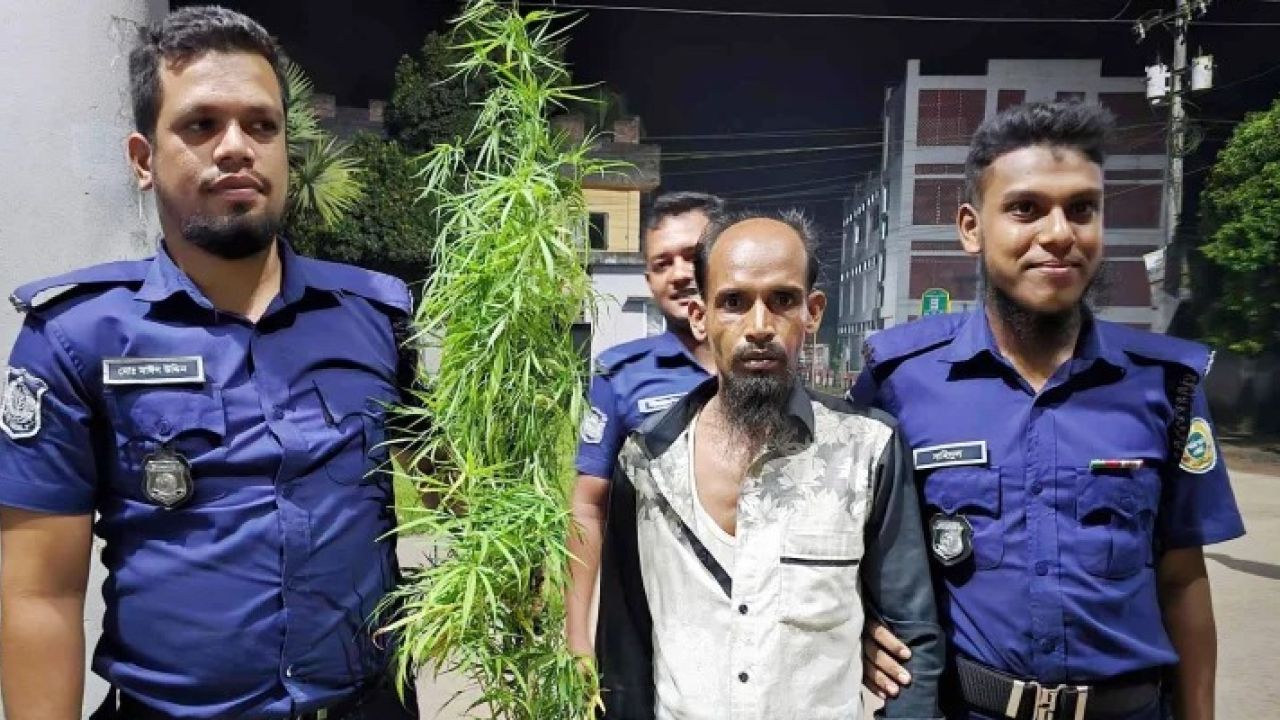 বাউফলে বসতঘরের পেছনের বাগান থেকে ৩টি গাঁজাগাছসহ আটক ১