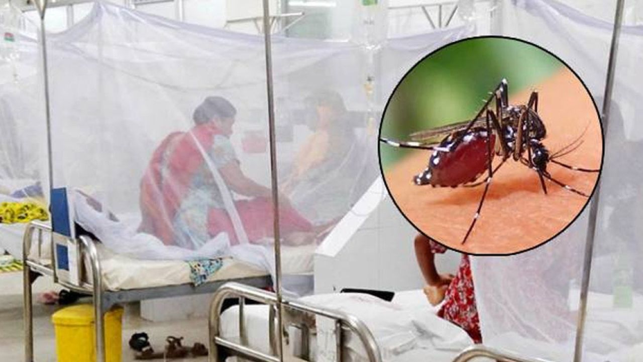 ২৪ ঘণ্টায় ডেঙ্গুতে আরও ৮ জনের মৃত্যু