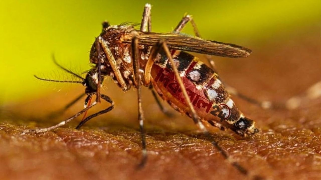 দেশে ২৪ ঘণ্টায় ডেঙ্গুতে আরও ৭ জনের মৃত্যু