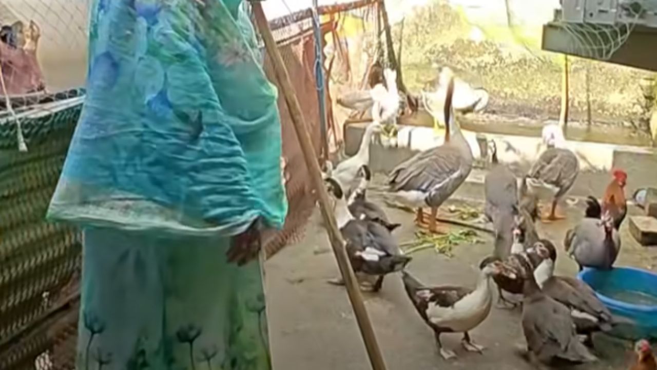 ছাদে রাসায়নিক ওষুধ ছাড়াই হাঁস-মুরগি সুস্থ রাখার উপায়: ভরসা ঘরোয়া পদ্ধতি ও সঠিক ব্যবস্থাপনা