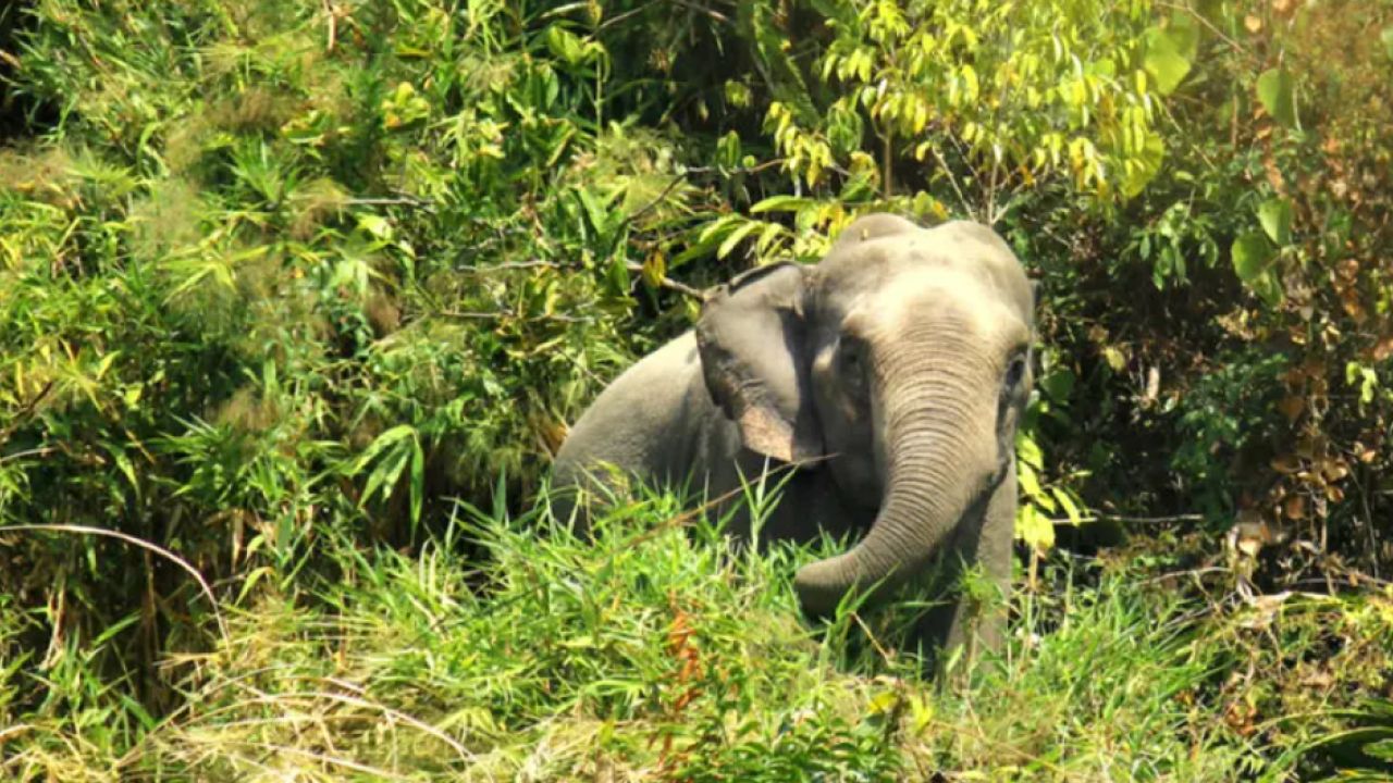 রামুর ঈদগড়ে হাতির আক্রমণে কৃষকের মৃত্যু