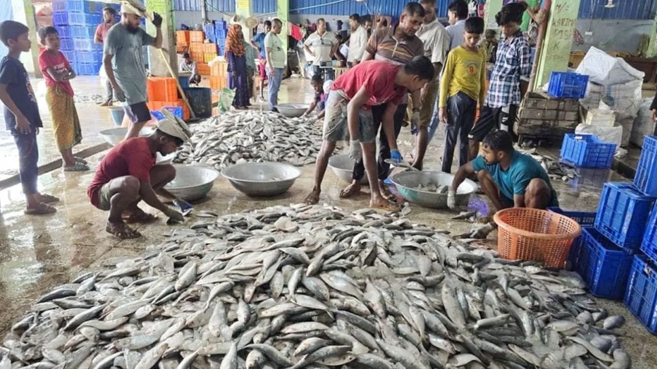 আজ থেকে সাগর ও নদীতে শুরু হচ্ছে ৮ মাসের জাটকা আহরণ নিষেধাজ্ঞা